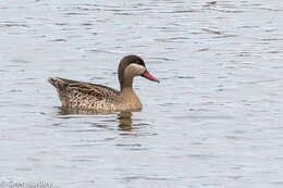 Image of Red-billed Teal