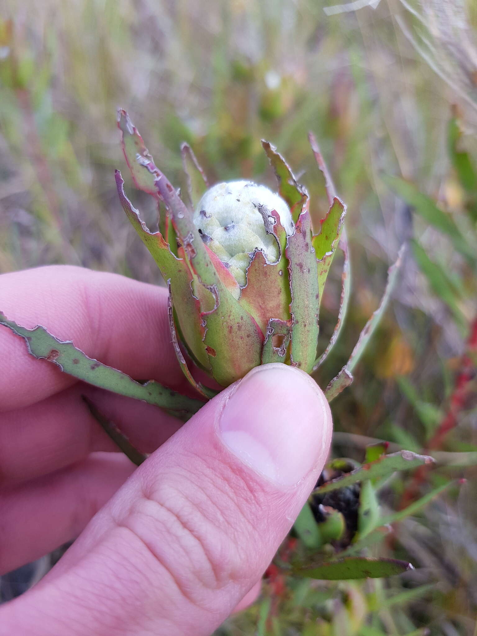 Image of Leucadendron spissifolium subsp. phillipsii (Hutch.) I. Williams