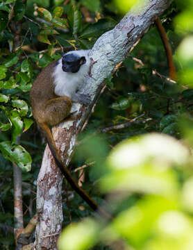 Image of Brazilian Bare-faced Tamarin