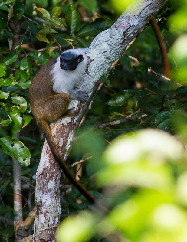 Image of Brazilian Bare-faced Tamarin