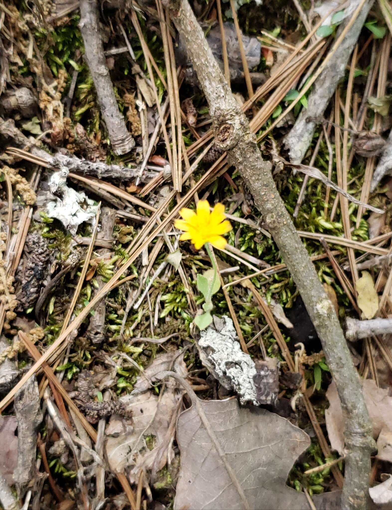 Image of Dwarf dandelion