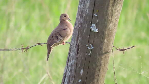 Image of Plain-breasted Ground Dove