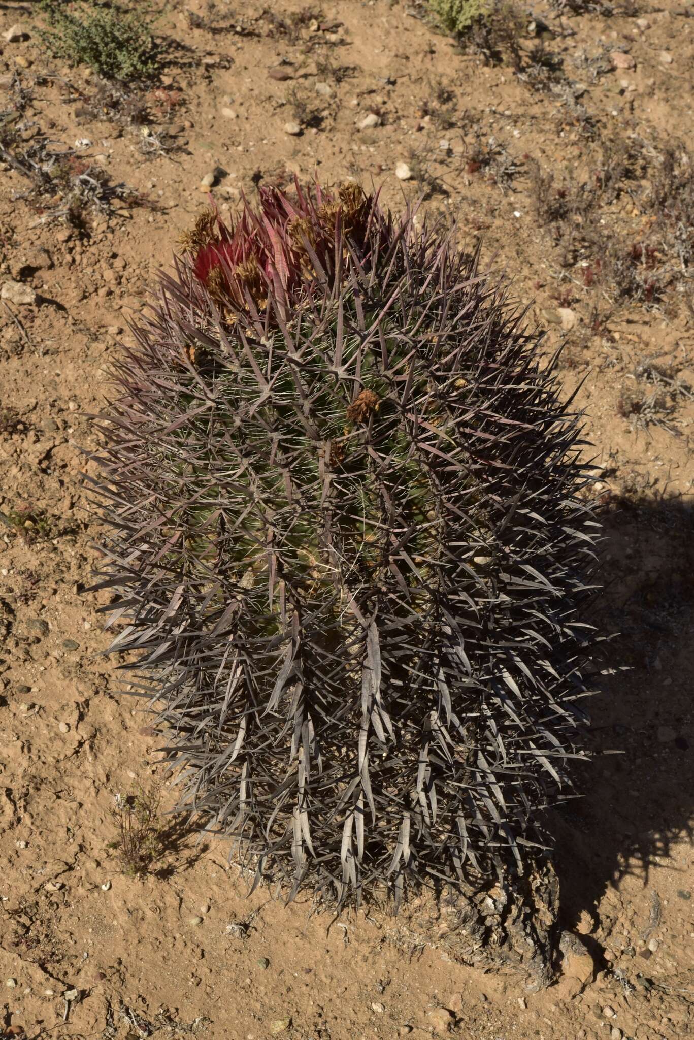 Image of Ferocactus gracilis subsp. coloratus (H. E. Gates) N. P. Taylor