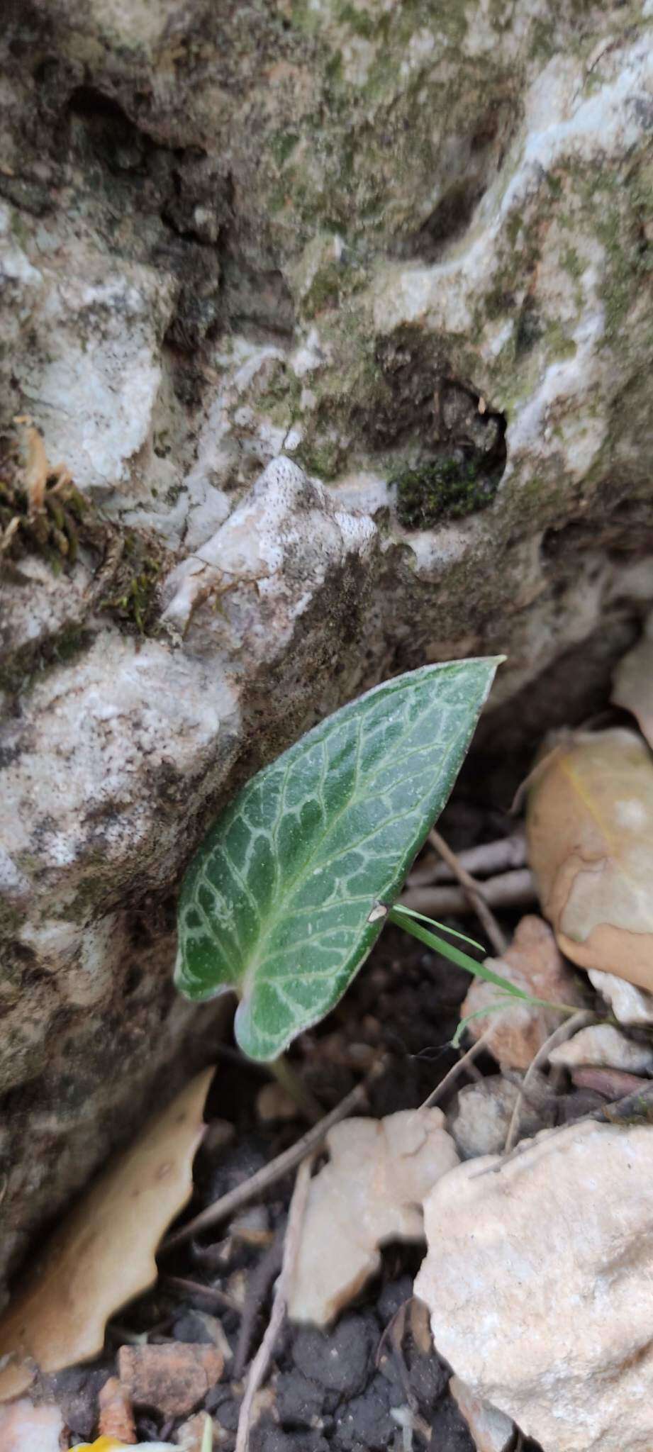 Image of Arum pictum L. fil.