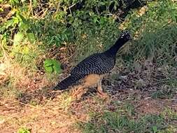 Image of Bare-faced Curassow