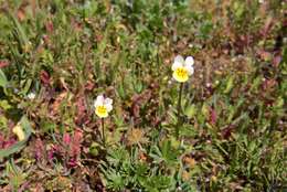 Viola arvensis subsp. arvensis的圖片