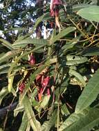 Image of Kennedia rubicunda Vent.