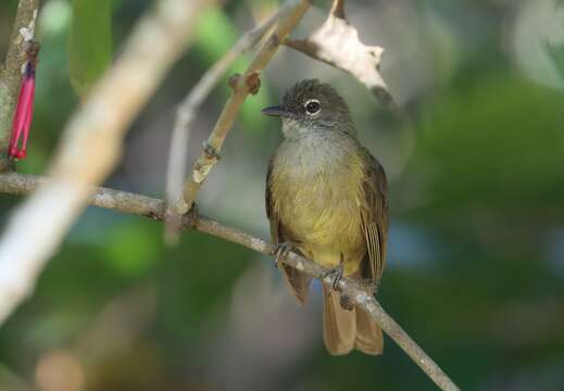 Image of Little Grey Greenbul