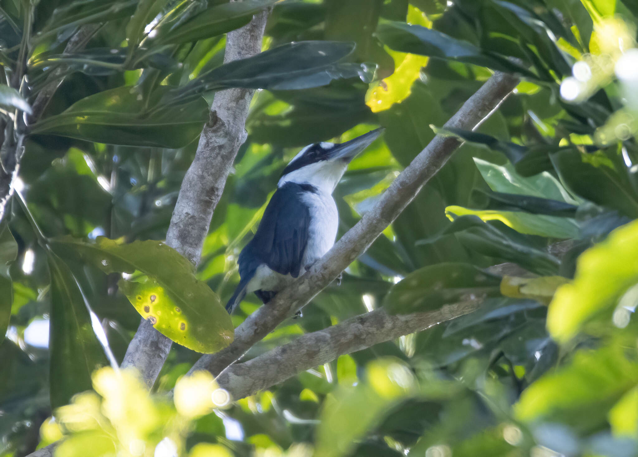 Image of Sombre Kingfisher