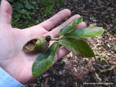 Image of Quercus germana Schltdl. & Cham.