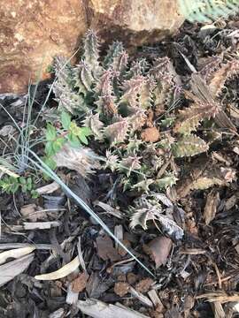 Image de Ceropegia lutea (N. E. Br.) Bruyns