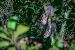 Image of Cinereous Ringtail