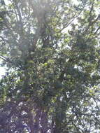 Image of Oregon white oak