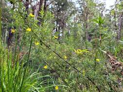 Image of Hibbertia furfuracea (DC.) Benth.