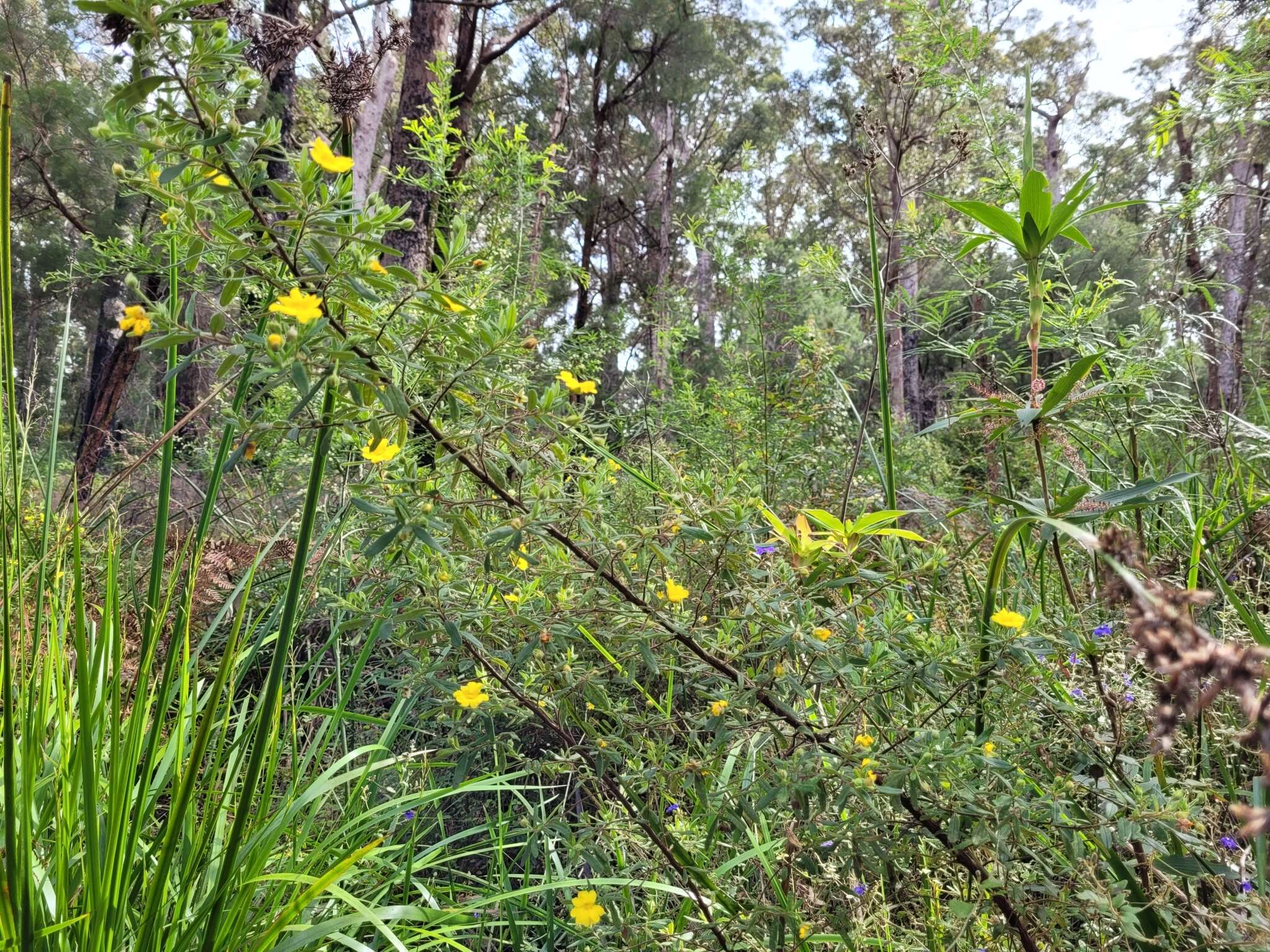 Image of Hibbertia furfuracea (DC.) Benth.