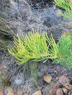 Image of Hakea drupacea (C. F. Gaertn.) Roem. & Schult.