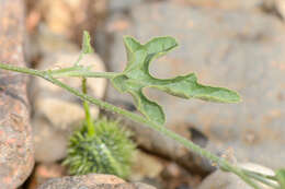 Plancia ëd Cucumis prophetarum L.