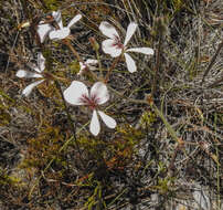 Image of Pelargonium carneum Jacq.