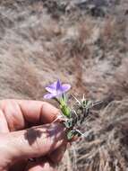 Imagem de Barleria delamerei S. Moore