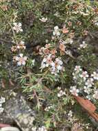 Image of Leptospermum arachnoides Gaertner