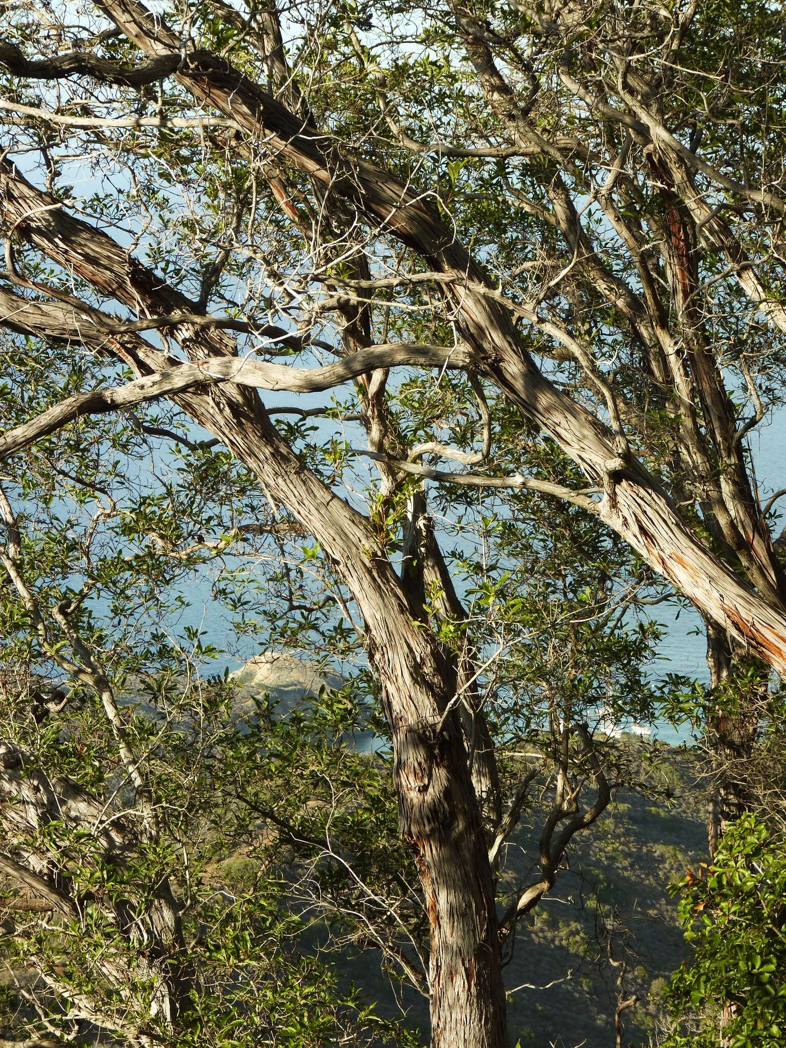 Lyonothamnus floribundus subsp. floribundus的圖片