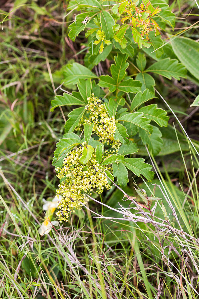 Image of Searsia carnosula (Schönland) Moffett