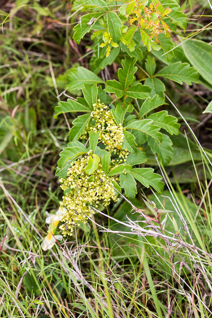 Image de Searsia carnosula (Schönland) Moffett