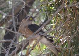 Image of Collared Sparrowhawk