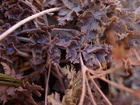 Image of Gingidia enysii (Kirk) J. W. Dawson