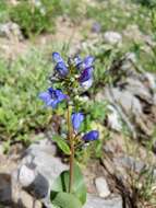 Imagem de Penstemon cyananthus Hook.