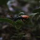 Trachyderes (Dendrobias) mandibularis reductus Casey 1912 resmi