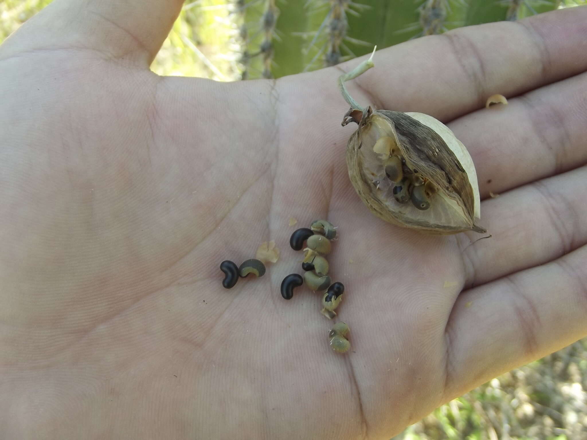 Imagem de Cochlospermum palmatifidum (Moc. & Sessé ex DC.) Byng & Christenh.