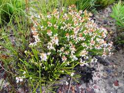 Image of Erica articularis var. articularis