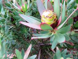 Image de Leucadendron sessile R. Br.