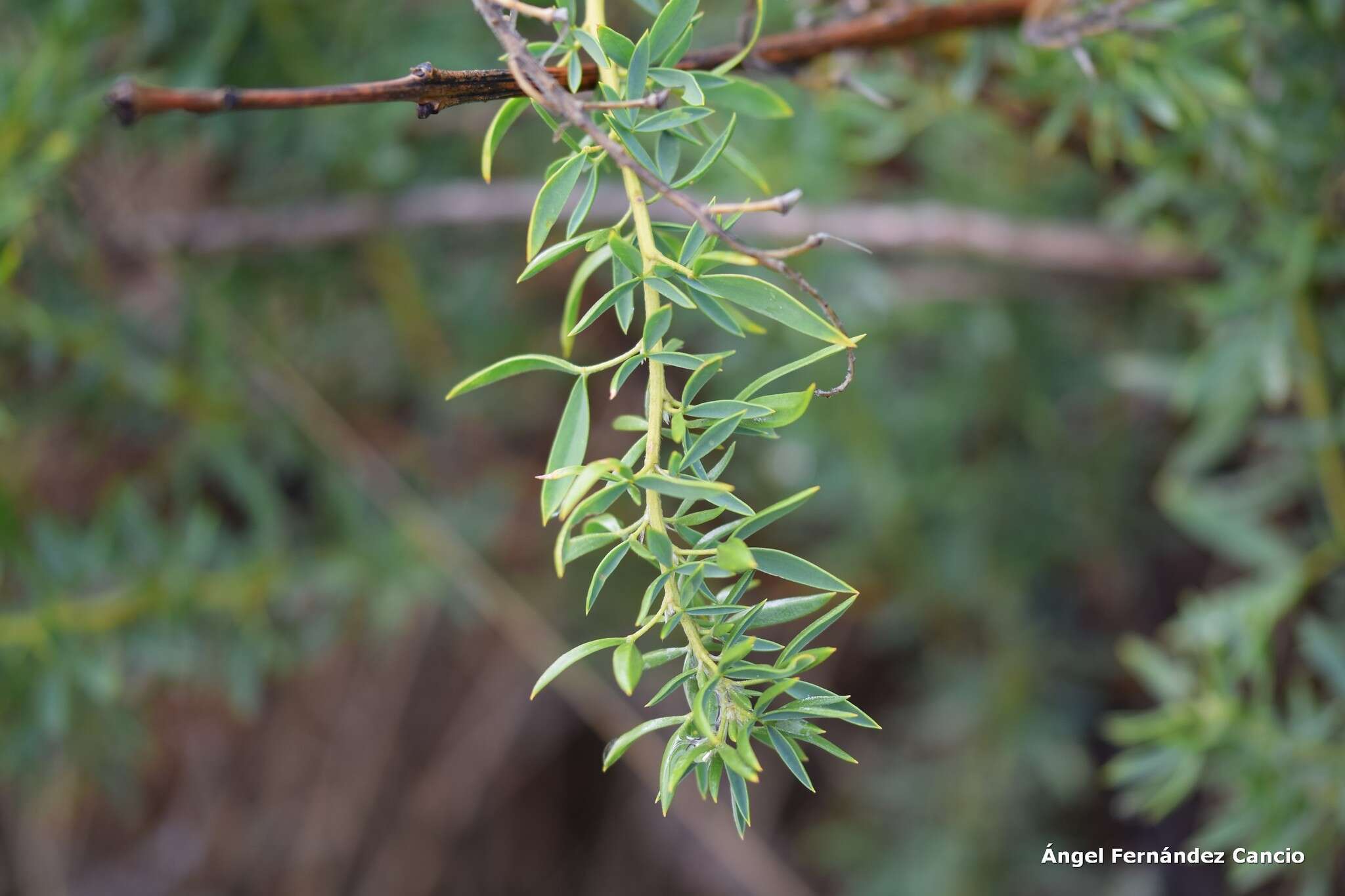 Слика од Adenocarpus hispanicus (Lam.) DC.