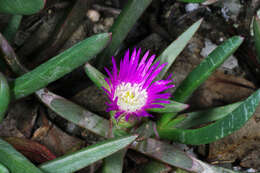 Image of Carpobrotus modestus S. T. Blake