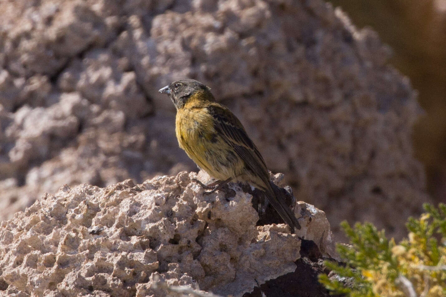 Слика од Phrygilus atriceps (d'Orbigny & Lafresnaye 1837)