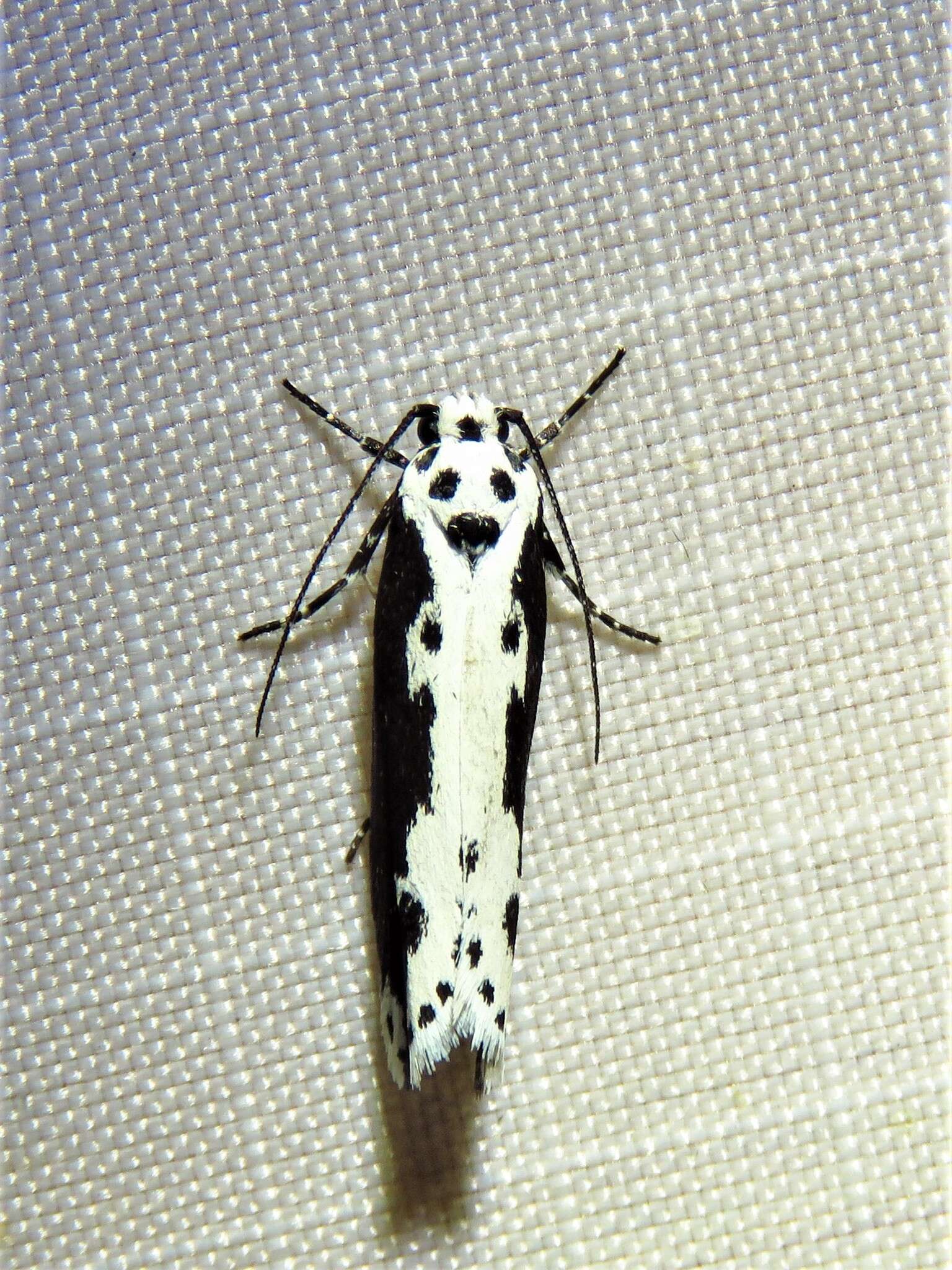 Image de Ethmia semilugens Zeller 1872