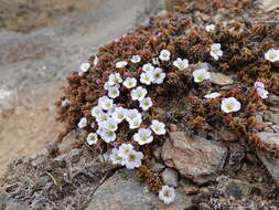 Image of Veronica densifolia F. Muell.