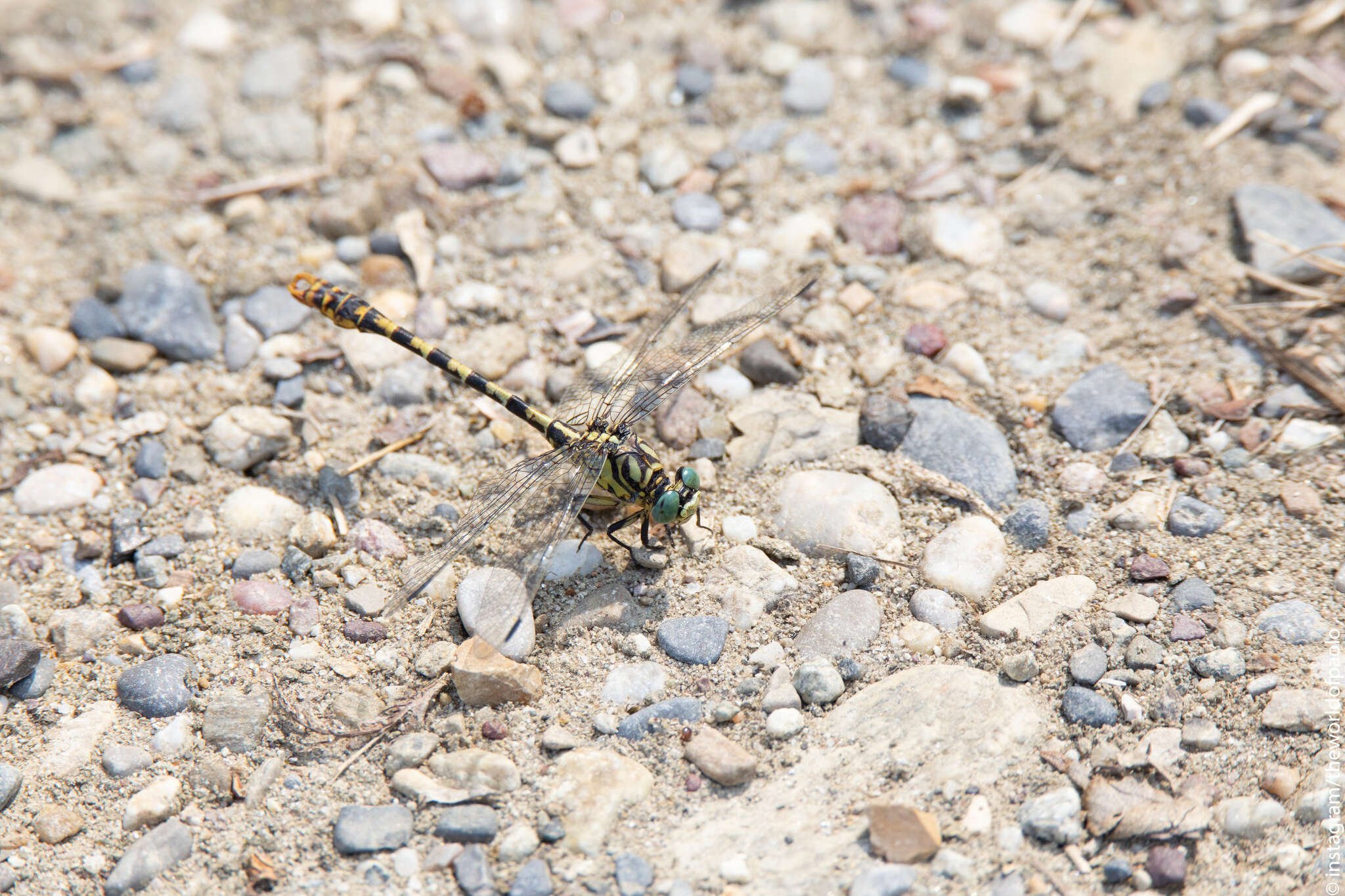 Imagem de Onychogomphus forcipatus (Linnaeus 1758)