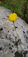 Image of Helichrysum stoechas subsp. barrelieri (Ten.) Nym.