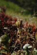 Image de Gagea bohemica (Zauschn.) Schult. & Schult. fil.