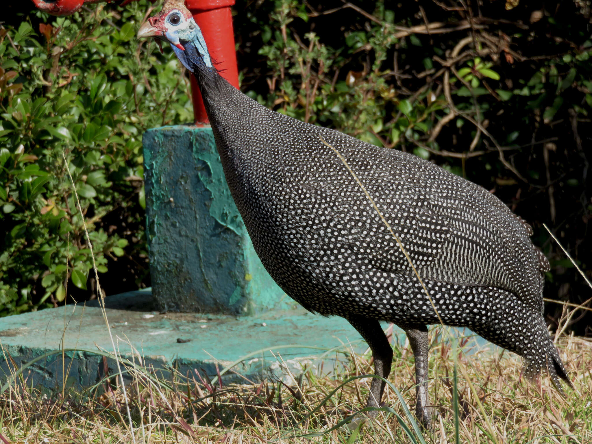 Image of Numida meleagris coronatus Gurney Sr 1868