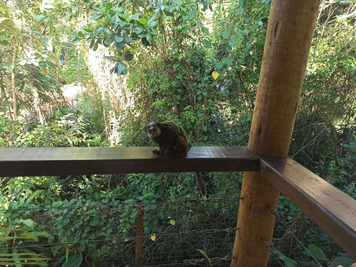 Image of Wied's Black-tufted-ear Marmoset