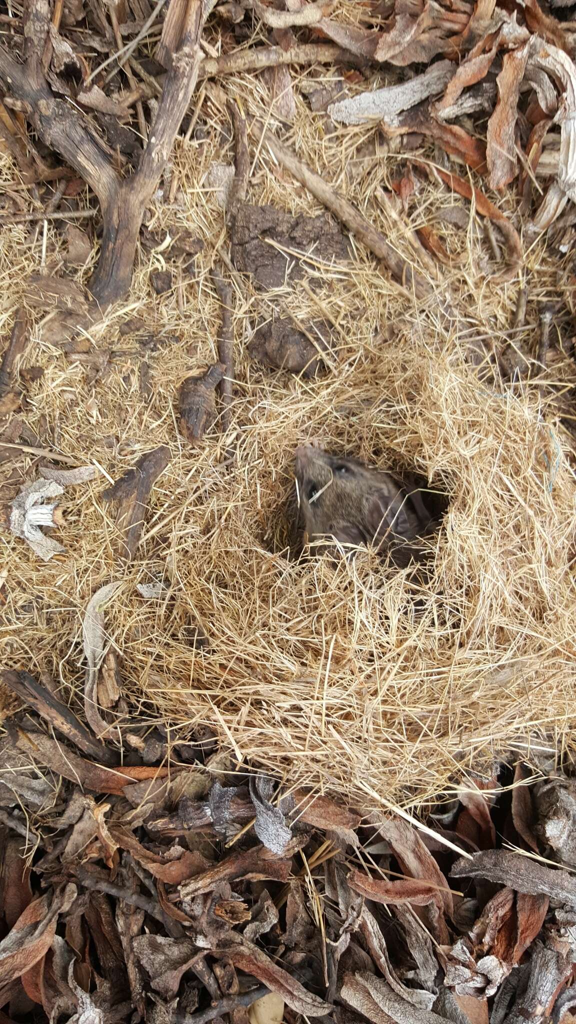 Image of California Deermouse