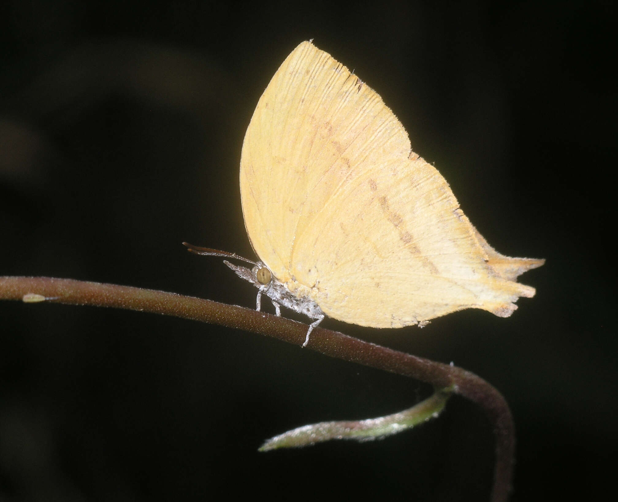 Imagem de Loxura atymnus fuconius Fruhstorfer 1912