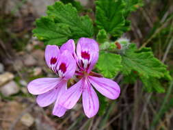 Image of oakleaf garden geranium