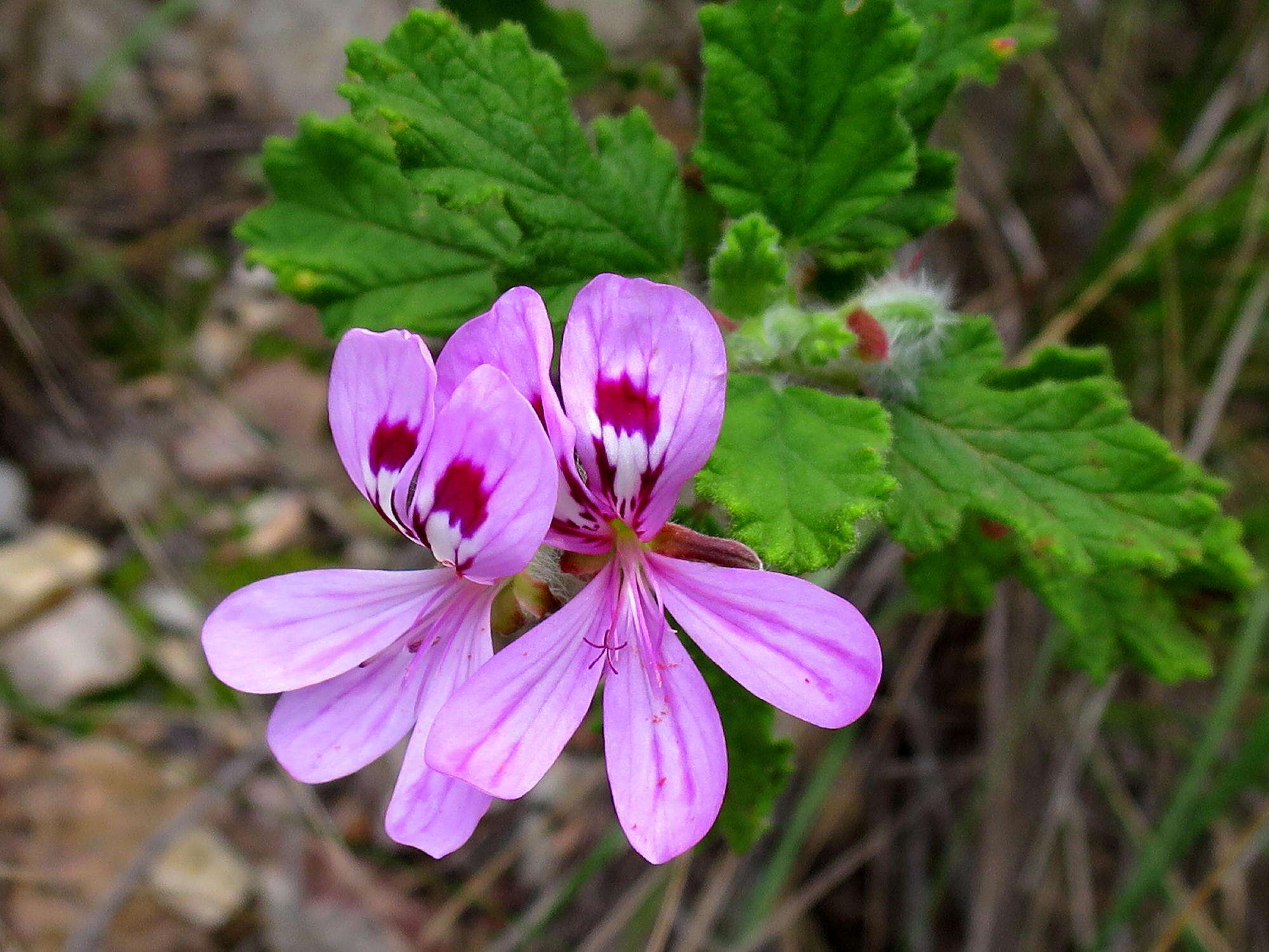 Image of oakleaf garden geranium