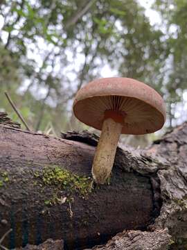 Image of Gymnopilus subpurpuratus Guzm.-Dáv. & Guzmán 1991