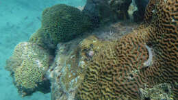 Image of Yaeyama coralblenny